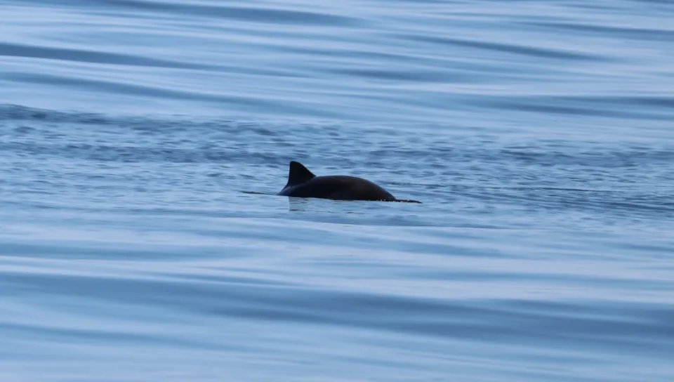 UNE researcher fills gap in Gulf of Maine harbor porpoise data