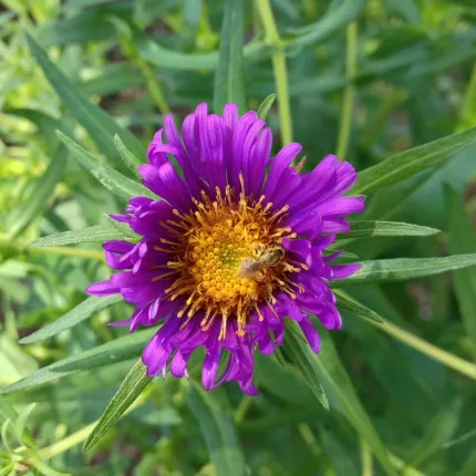 new england aster