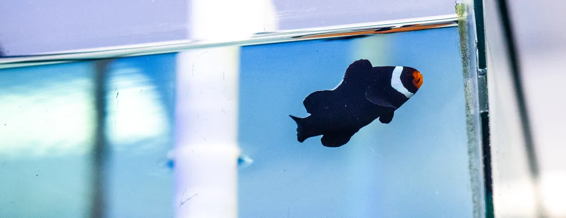 A black and white Ocellaris Clownfish with an orange head swimming in an aquarium tank, viewed through glass.