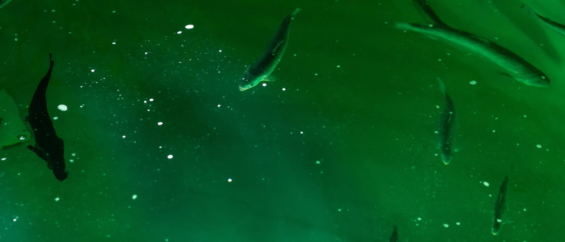 MSC Salmon