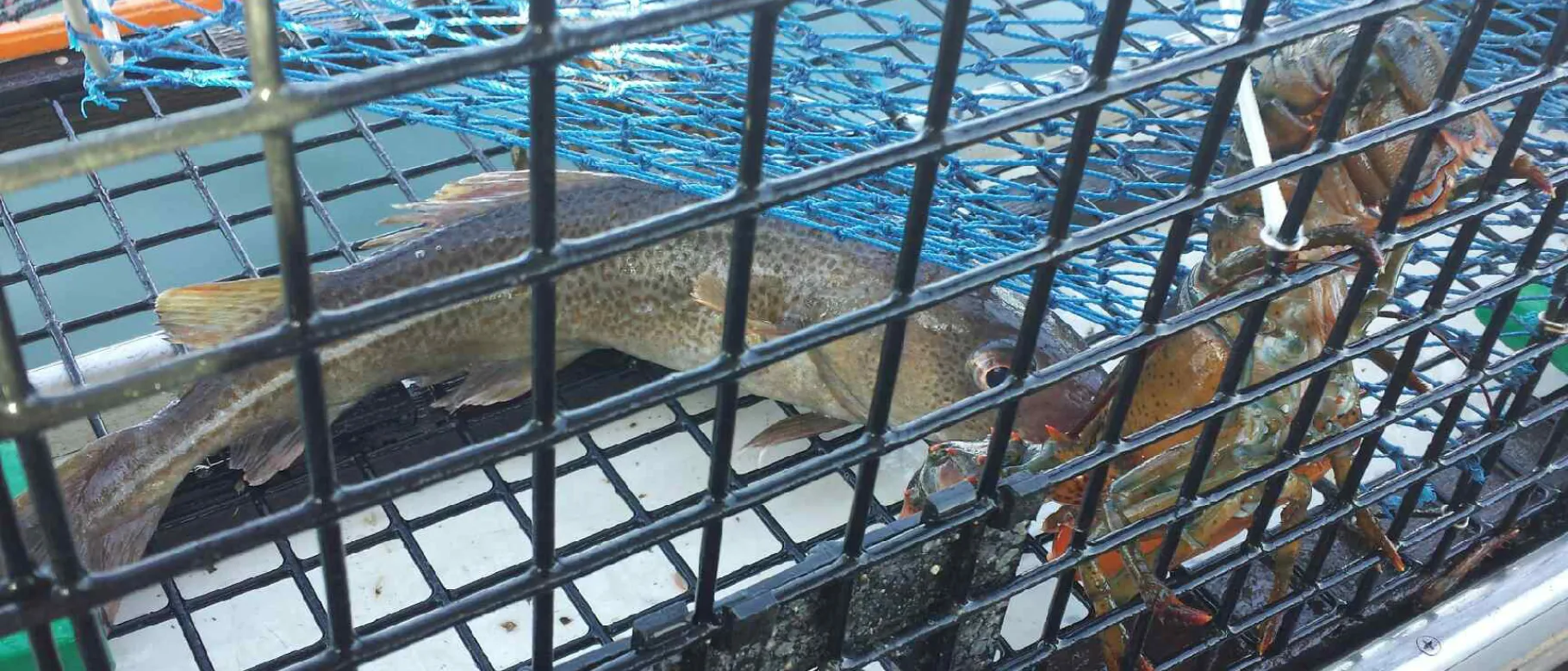 Atlantic Cod caught in a lobster trap