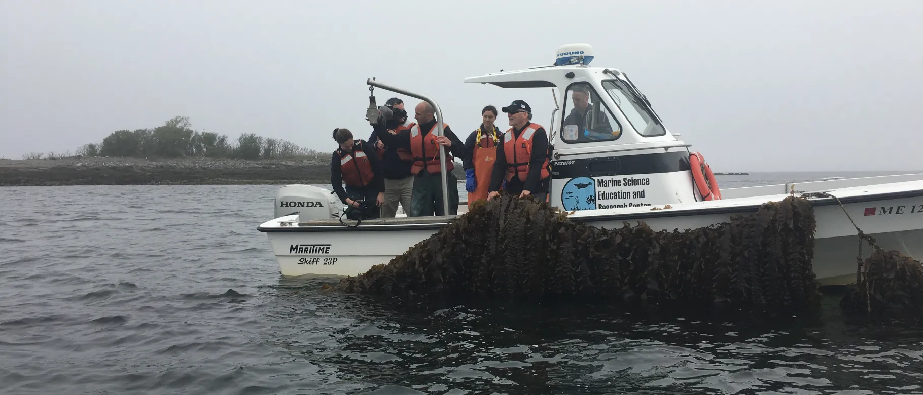 UNE Marine Science researchers harvest sugar kelp from their experimental farm
