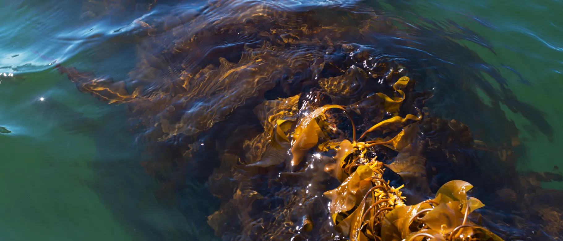Kelp