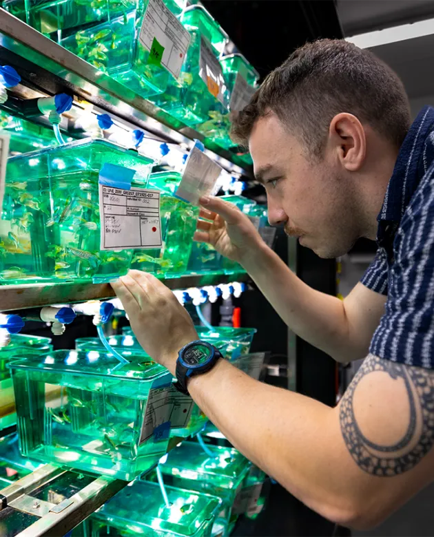 A student looks at zebrafish in a green aquarium