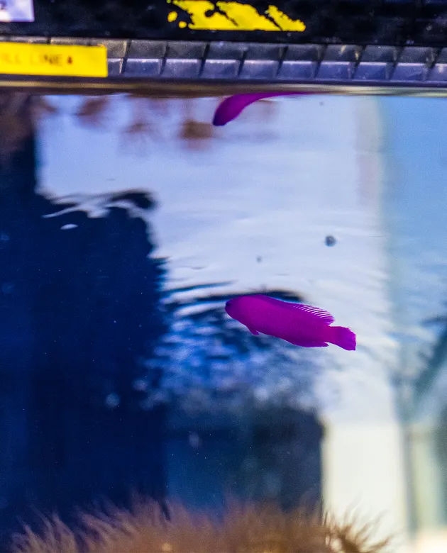 A vibrant purple Orchid Dottyback fish swims in an aquarium tank, photographed from below the waterline showing the water's surface above.