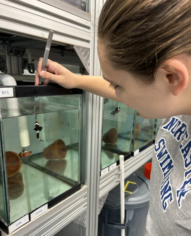 A student uses tweezers to work with a laboratory aquarium system housing clownfish and marine invertebrates.