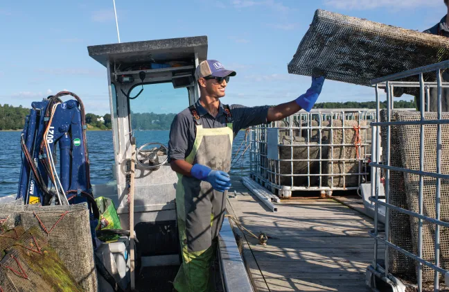 A U N E student at their oyster farm internship