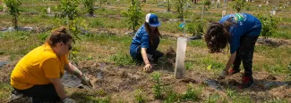 Youths pull invasive plants away from an American chestnut tree seedling as part of a partnership between UNE and the Portland Youth Corps