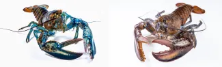 Two lobsters are shown against a white background
