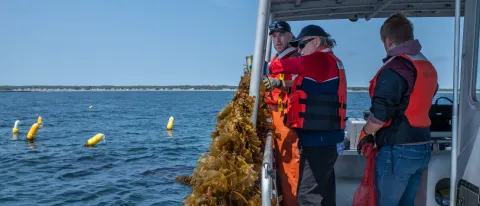 Image of recent kelp harvest in Saco Bay