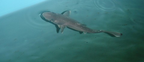 Spiny dogfish