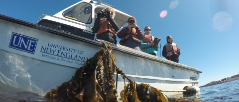 UNE receives Department of Energy grant for new technologies for seaweed production
