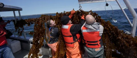 UNE researchers recently harvested seaweed that had been growing all winter at their ocean farm