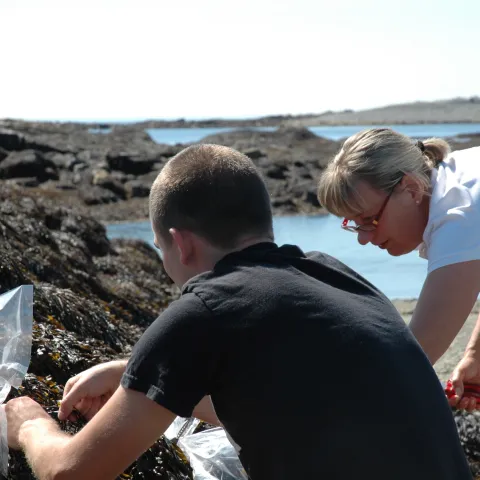 Kyle Martin and Ursula Röse, set up field experiments to investigate chemical defense compounds of brown algae.